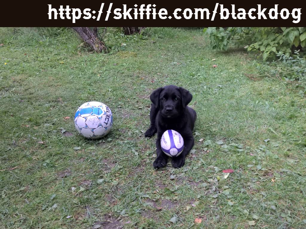 Pictures of our eldest dog, Zico. A black labrador mixed with Alsatian & Golden retriever.