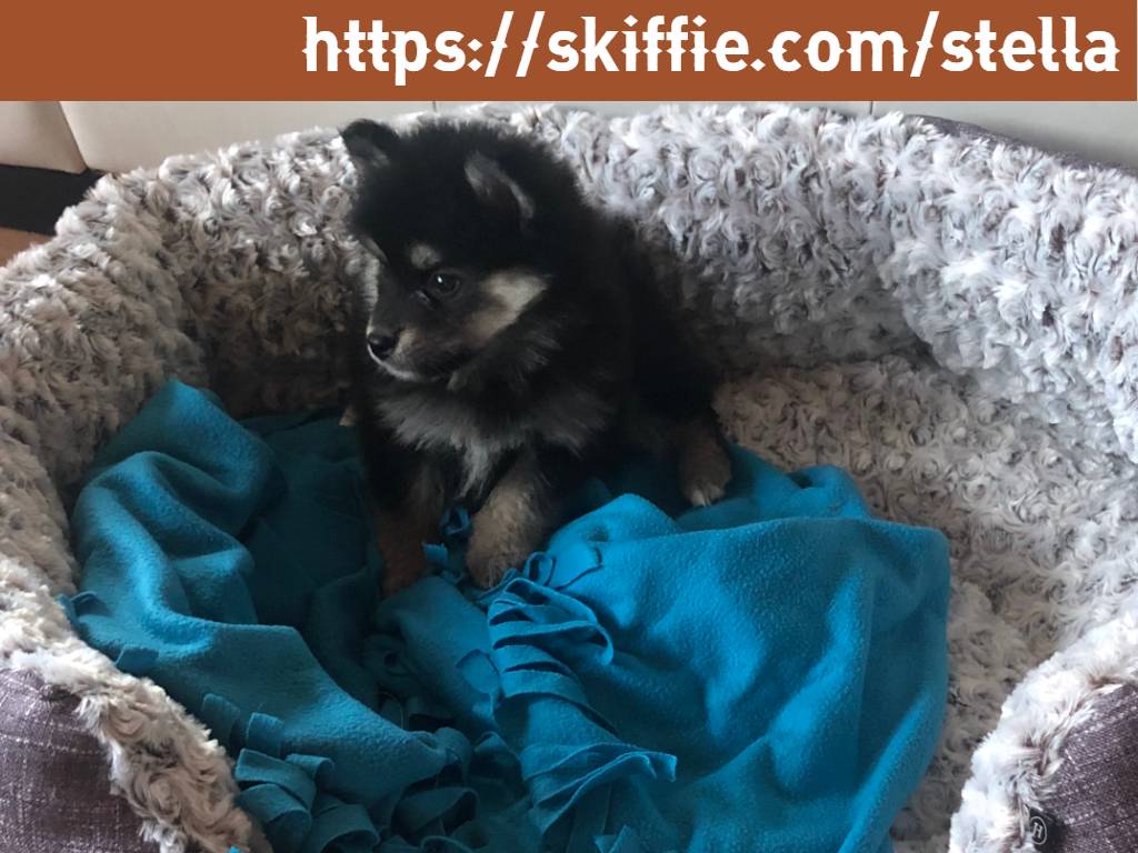 Pictures of our youngest dog, Stella. A suomenlapinkoira - Finnish Lapphund dog.